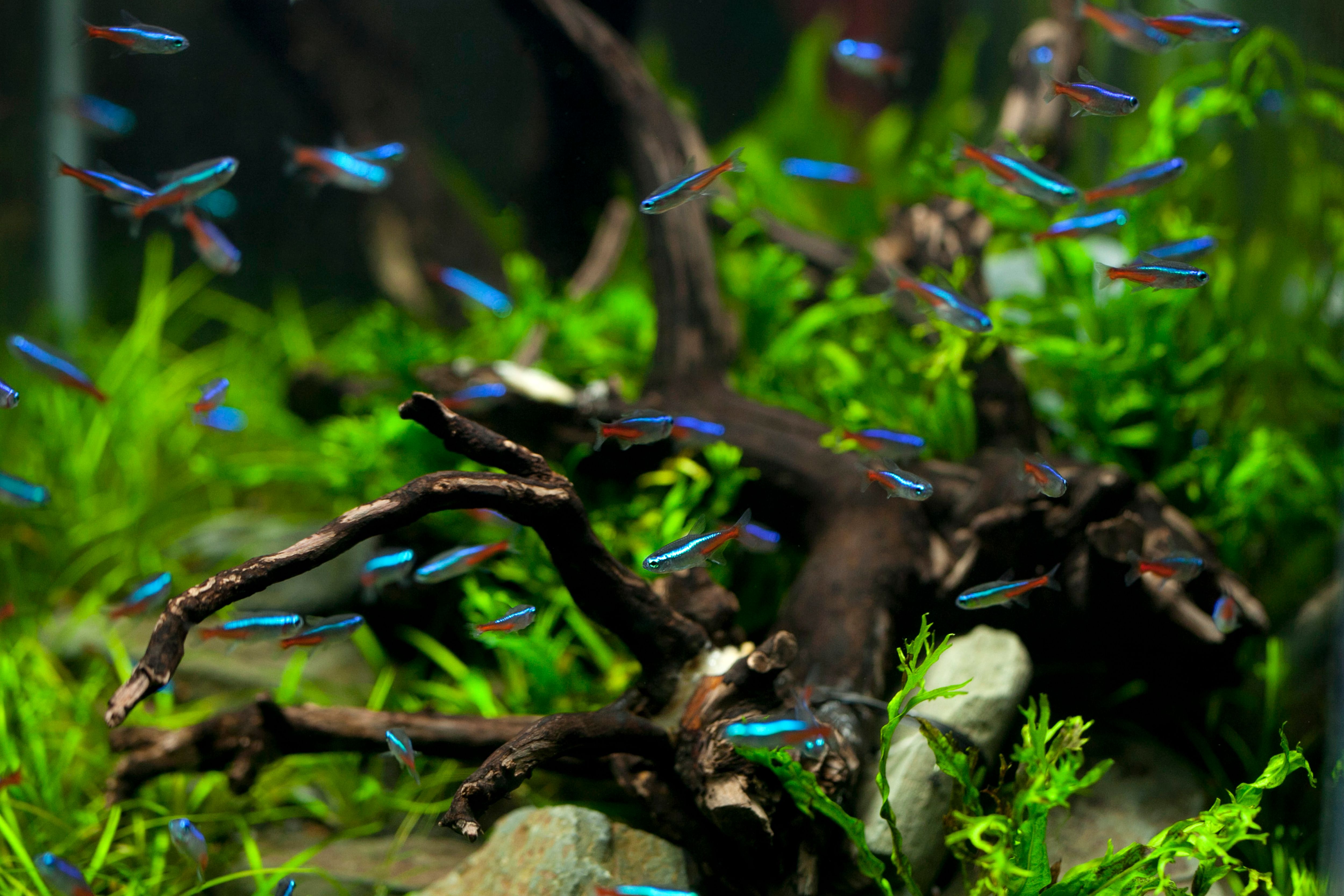 Neon Tetra - Beginner Freshwater Fish